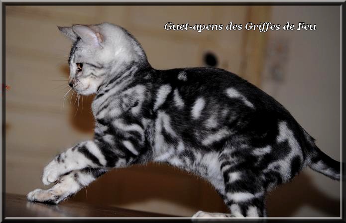 silver marble bengal