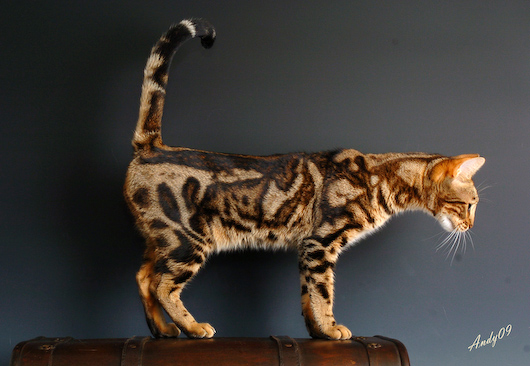 Elevage spécialisé dans le marble bengal, Cattery Kawalik bengals