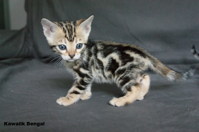 Chatons bengal marble, marble bengal kitten