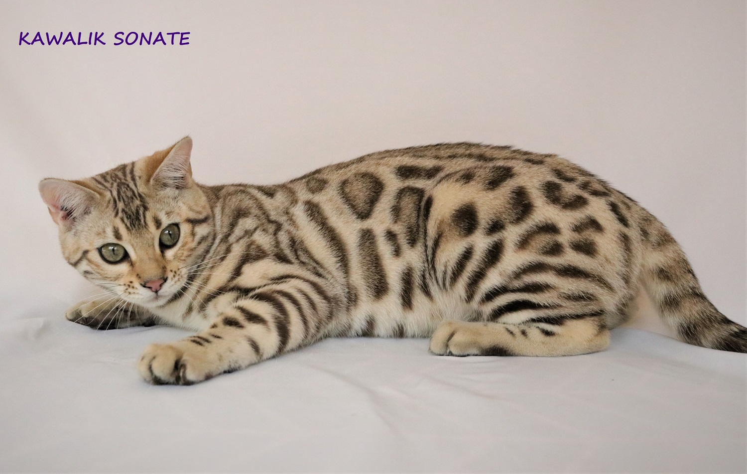 femelle brown spotted