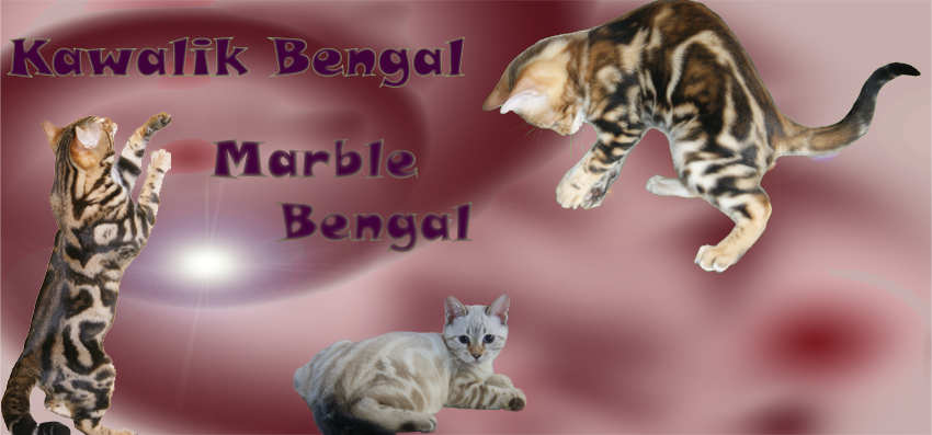 chat marble bengal