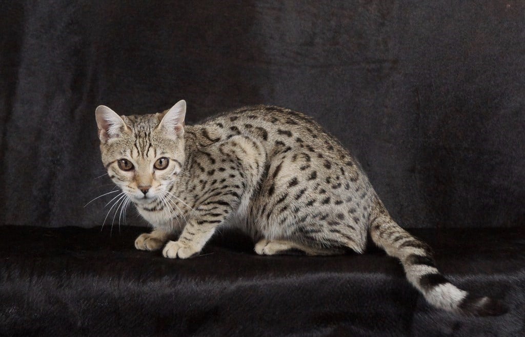 bengal