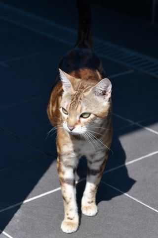 bengal brown marbled