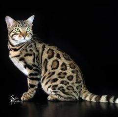 BENGAL