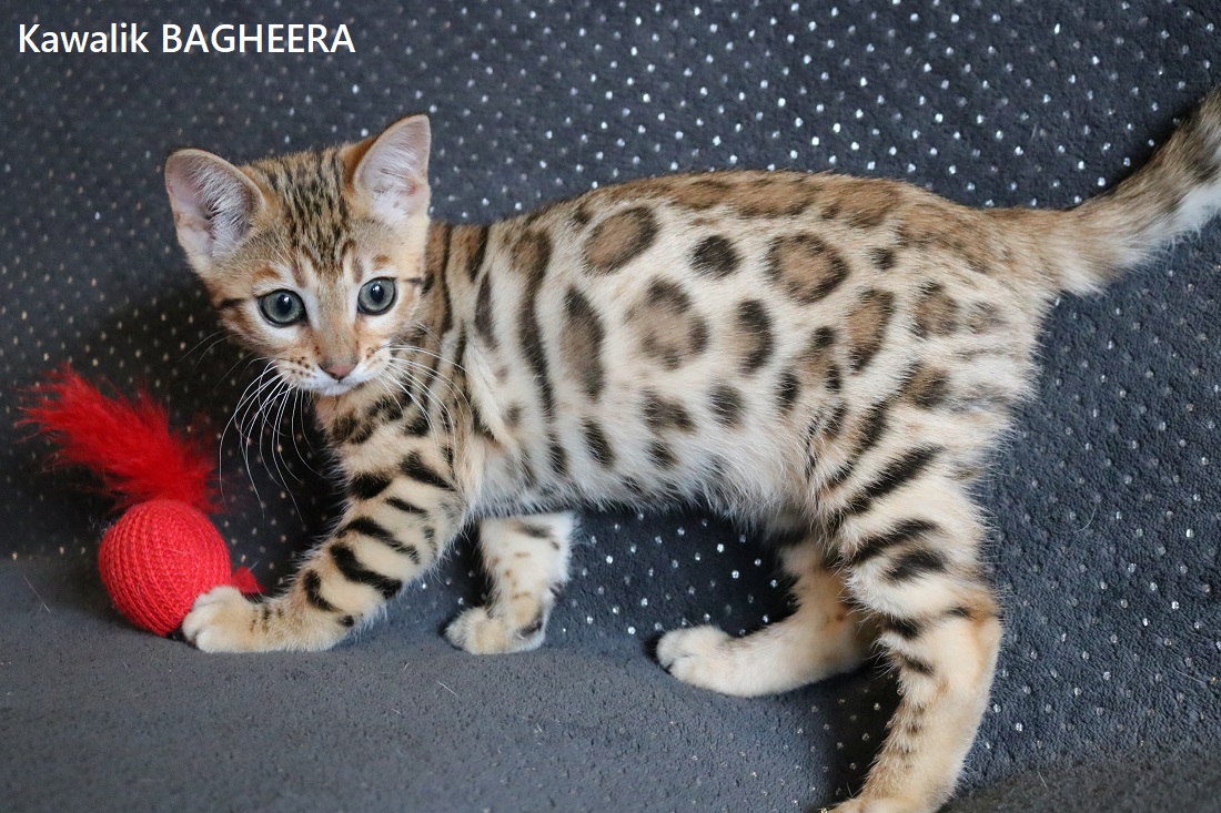 CHATON BENGAL