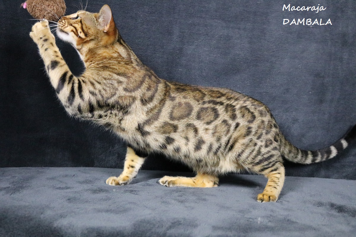 male bengal