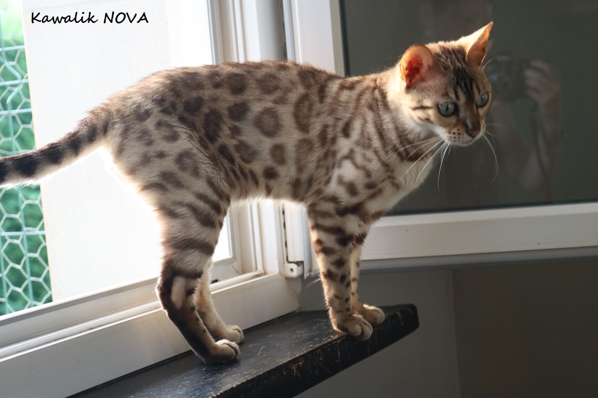 bengal