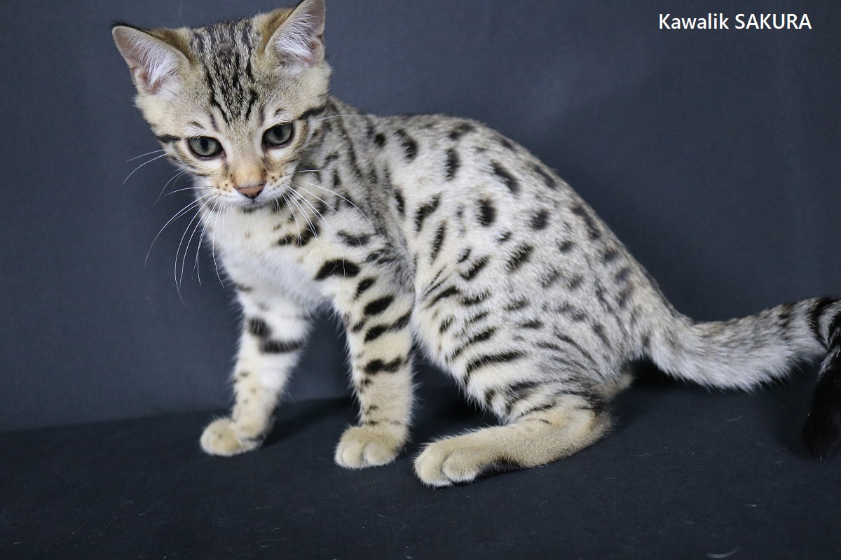 FEMELLE BENGAL