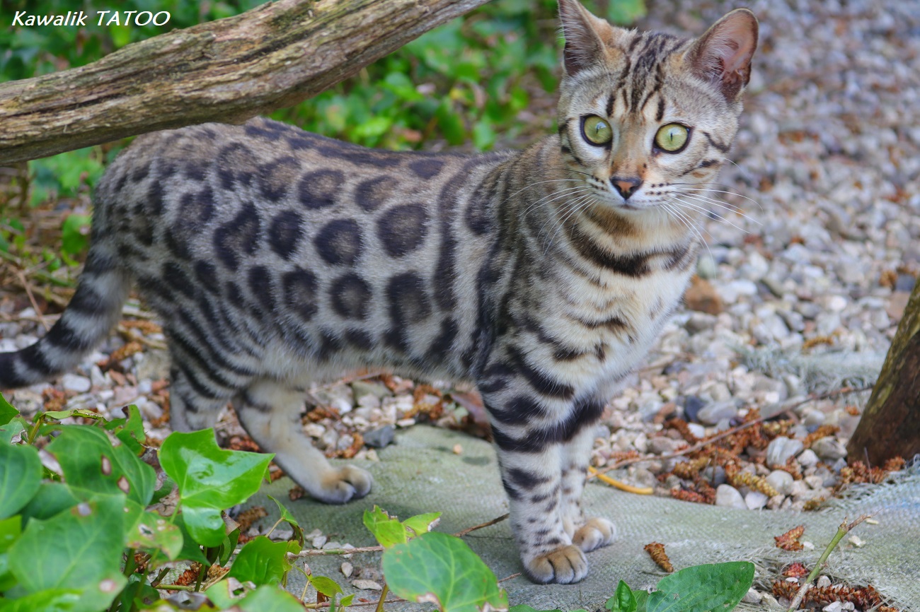 bengal rosettes