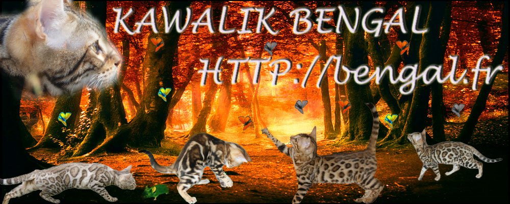 chat et chaton bengal vendus