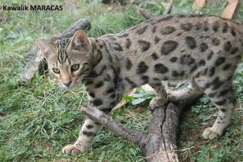 CHATON BENGAL BROWN A ROSETTES
