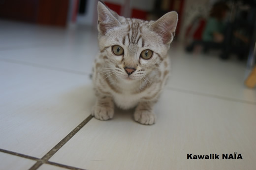 chaton bengal snow