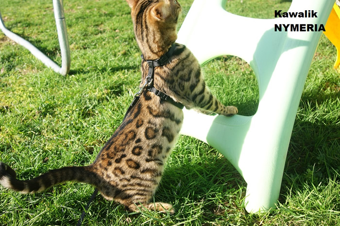 chatte bengal à rosettes