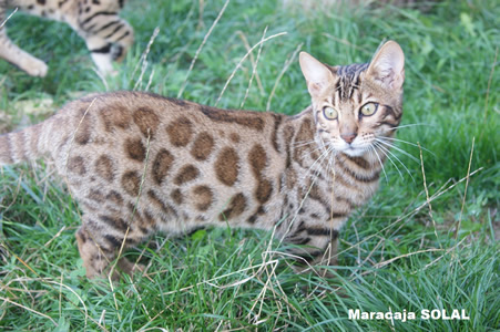 Begnals Robe standard et couleur du bengal