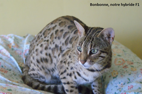 hybride bengal