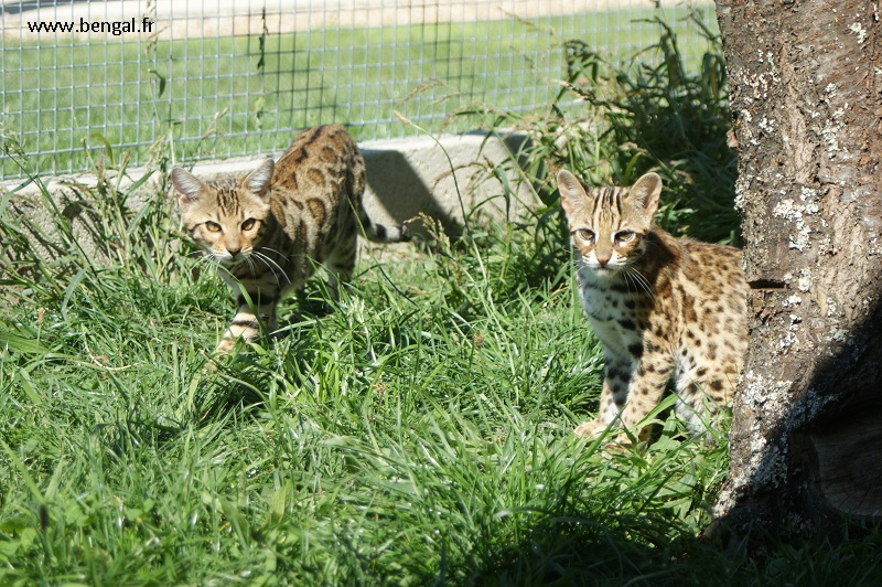 leopard cat and bengal