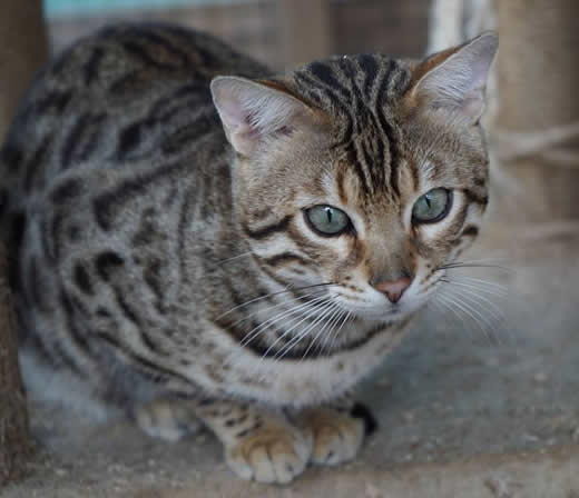 chat bengal