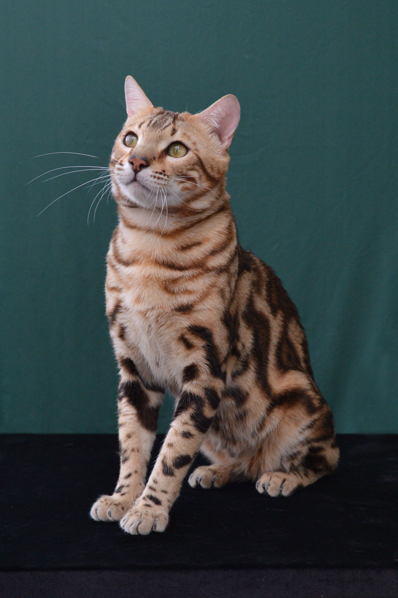 bengal marbled