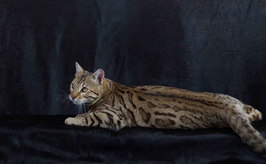 bengal